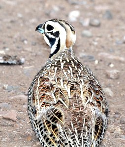072 - MONTEZUMA QUAIL (8-22-2015) harshaw rd, santa cruz co, az -08