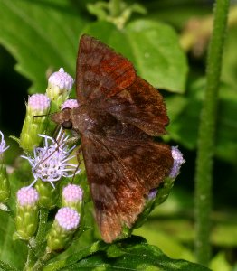 GLAZED PELLICIA (Pellicia arina) (10-27-2015) national butterfly center, mission, hidalgo co, tx  (4)