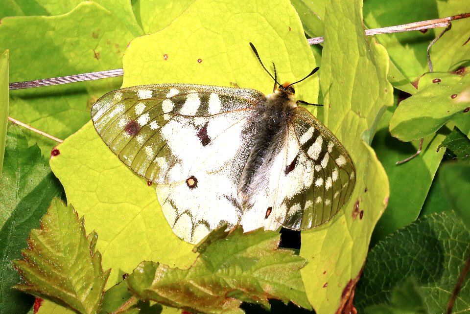 PARNASSIAN, CLODIUS (Parnassiaus clodius) (6-24-2018) skamania co, wa -02