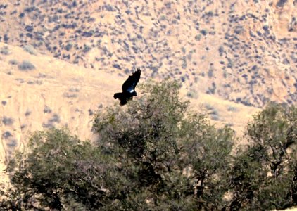 204 - CALIFORNIA CONDOR (9-9-2015) noroeste rd, s-w kern co, ca -05