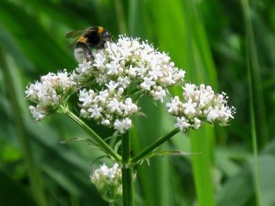 Bloemen insecten 2019 Rotterdam