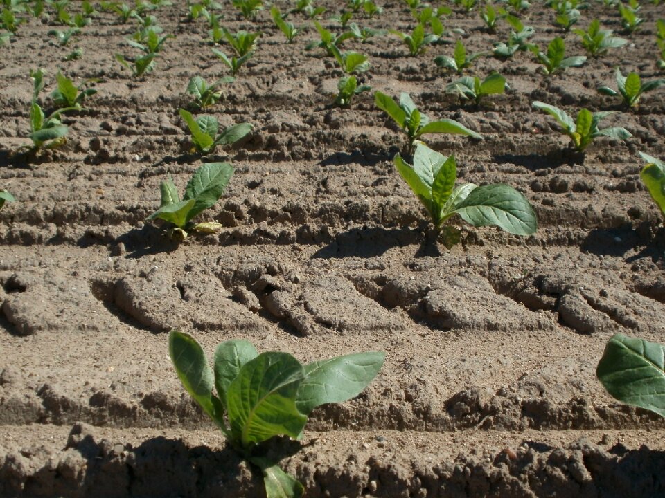 Growing plantation crop