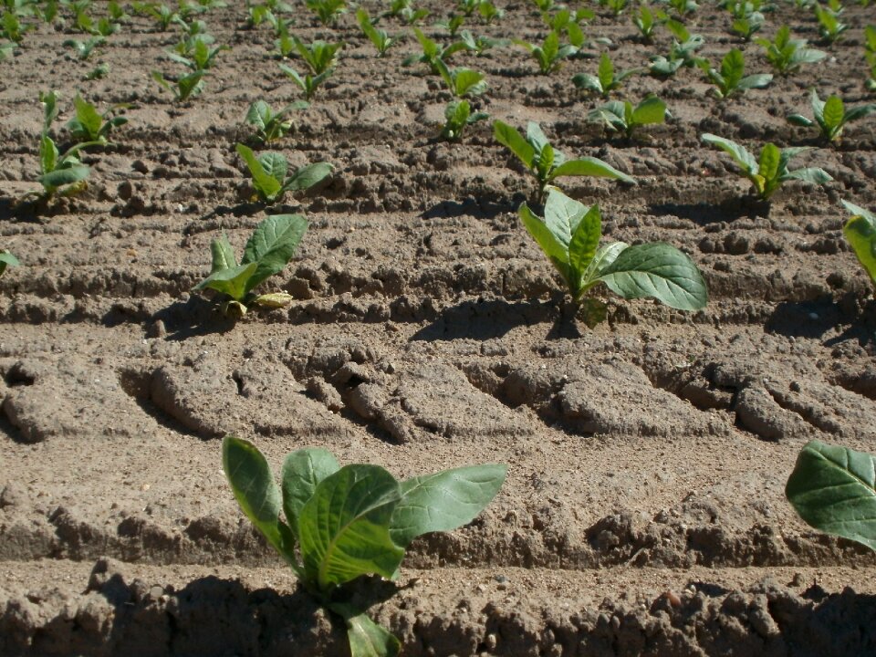 Growing plantation crop photo