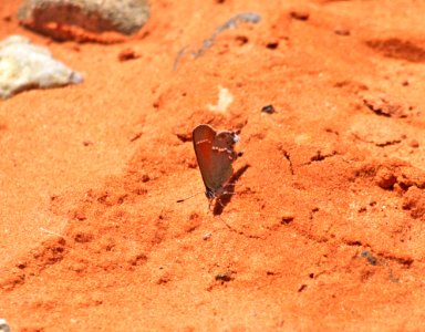 HAIRSTREAK, SHERIDAN'S (Callophyrs sheridanii) (4-22-2016) maidenwater cyn, garfield co, ut copy