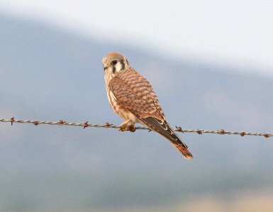 549 - AMERICAN KESTREL (9-13-2020) san rafael grasslands, santa cruz co, az -01
