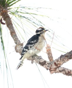 535 - DOWNY WOODPECKER (6-9-2017) patsy pond nature trail, croatan nat forest, carteret co, nc -05