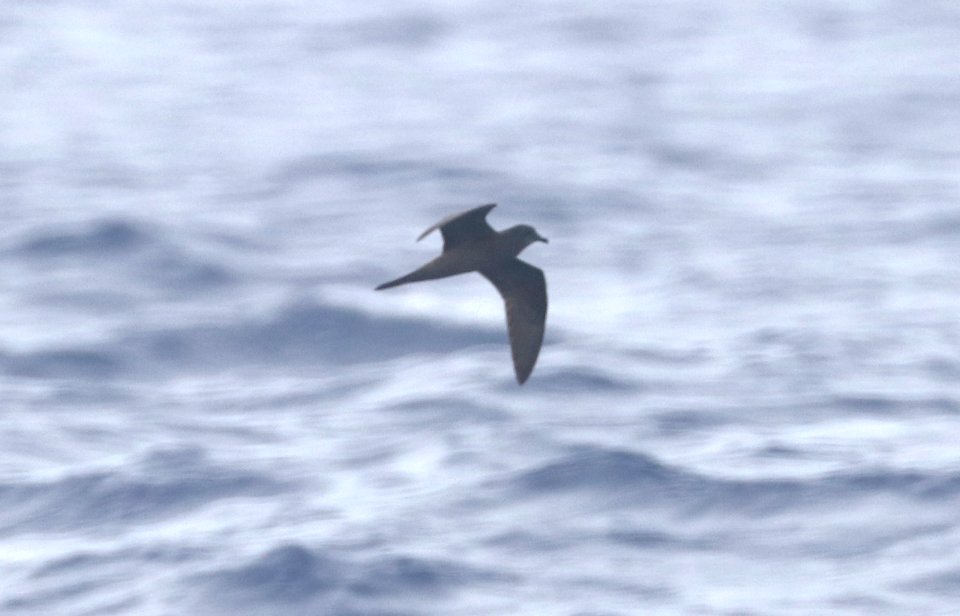 BULWER'S PETREL (4-27-2018) holo-holo boat, coast and lehua island, out of port allen, kauai co, hawaii -03