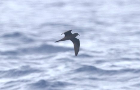 BULWER'S PETREL (4-27-2018) holo-holo boat, coast and lehua island, out of port allen, kauai co, hawaii -03