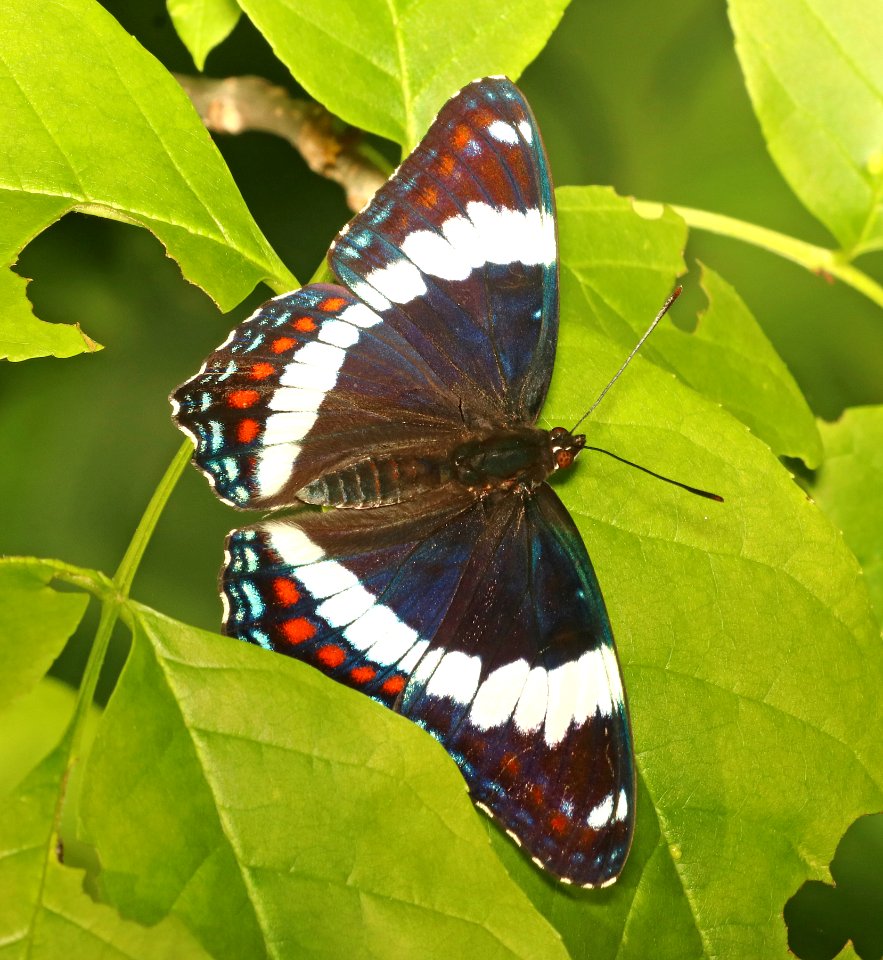 ADMIRAL, RED-SPOTTED (Linenites arthemis) (6-7-2018) rice lake n w r, aitkin co, mn -02