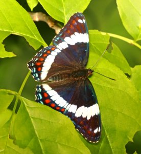 ADMIRAL, RED-SPOTTED (Linenites arthemis) (6-7-2018) rice lake n w r, aitkin co, mn -02