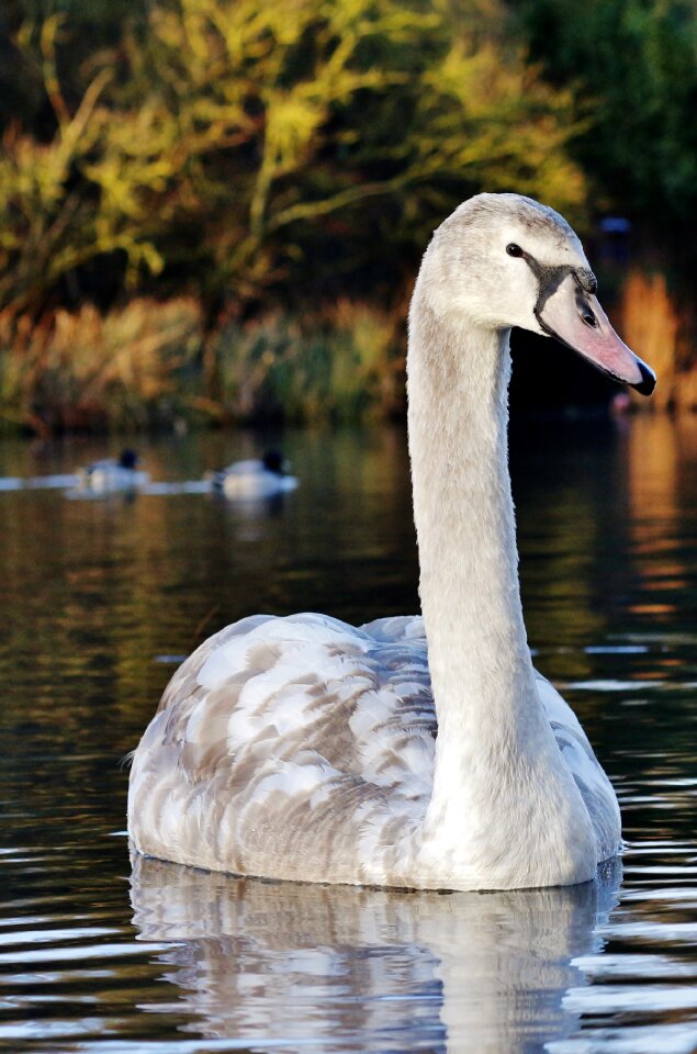 Bird lake water
