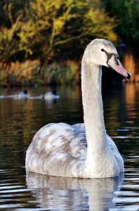 Bird lake water photo