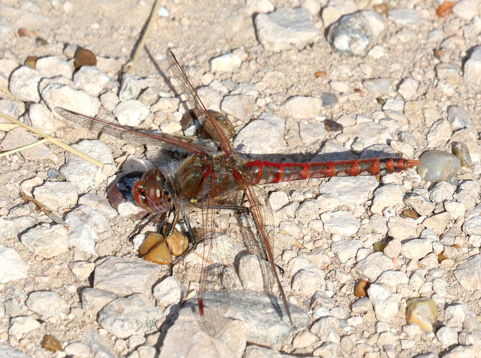 MEADOWHAWK, VARIEGATED (Sympetrum corruptum) (10-31-2020) estero llano grande s p, hidalgo co, tx -05 male