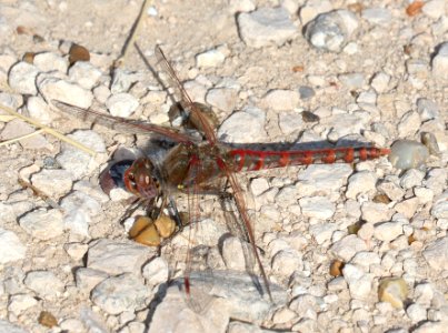 MEADOWHAWK, VARIEGATED (Sympetrum corruptum) (10-31-2020) estero llano grande s p, hidalgo co, tx -05 male