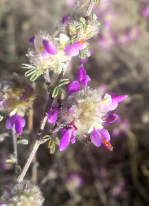 INDIGO BUSH (Dalea pulchra) (3-21-2017) near Patagonia Lake, Santa Cruz Co, AZ -03