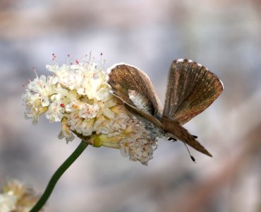 COPPER, EDITH'S (Lycaena editha)  (8-9-2017) placer co, ca -05