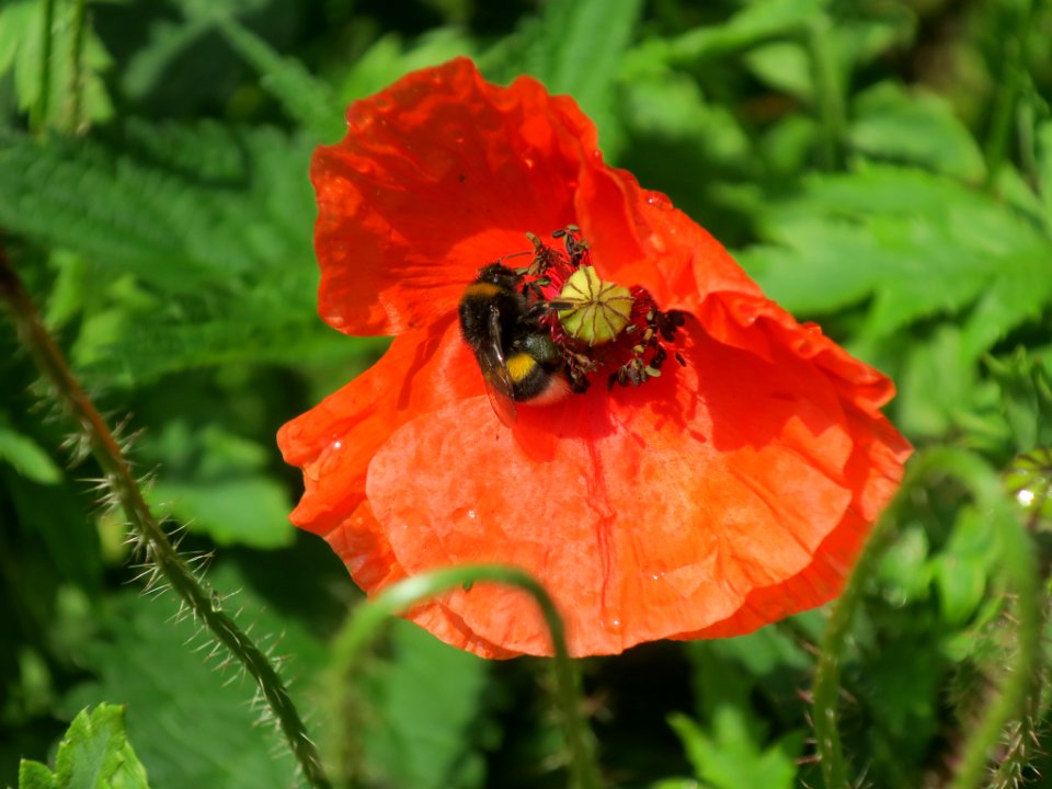 Bloemen insecten 2019 Rotterdam
