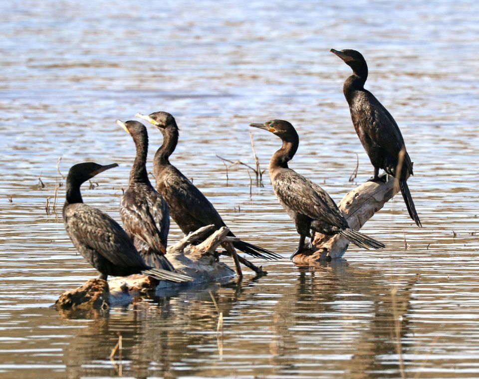 169 - NEOTROPIC CORMORANT (2-20-2016) patagonia lake, santa cruz co, az -02