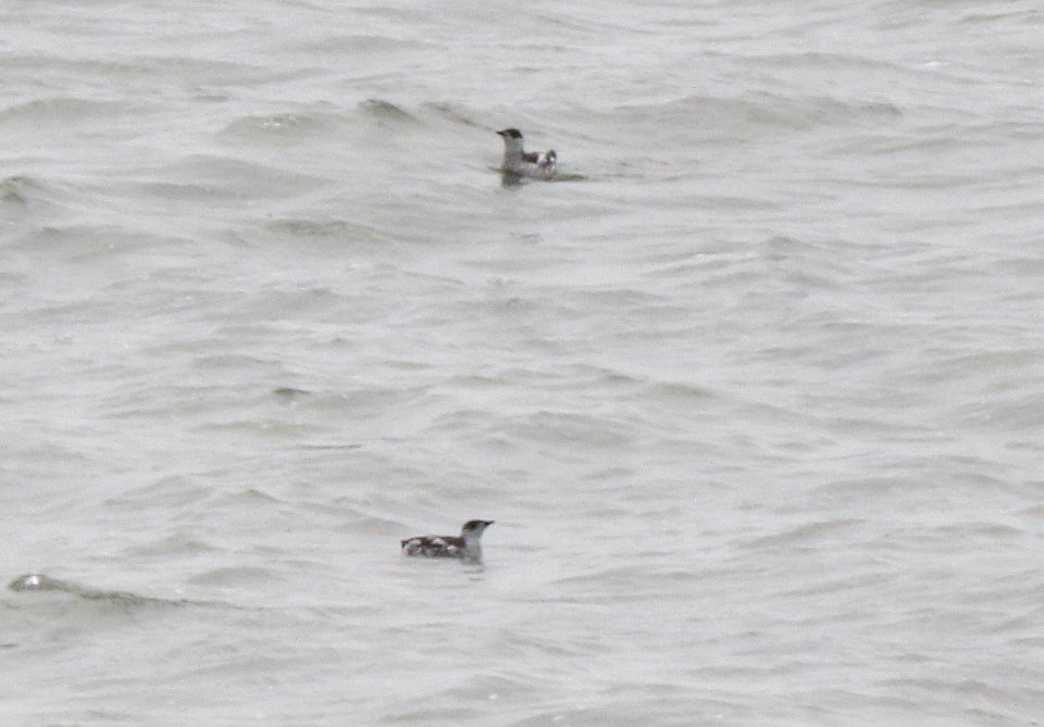 407 - MARBLED MURRELET (9-15-2015) north of old motel, north of piedras blancas, san luis obispo co, ca -03
