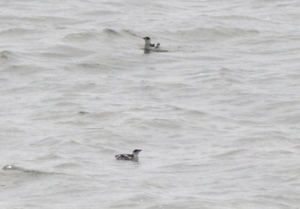 407 - MARBLED MURRELET (9-15-2015) north of old motel, north of piedras blancas, san luis obispo co, ca -03