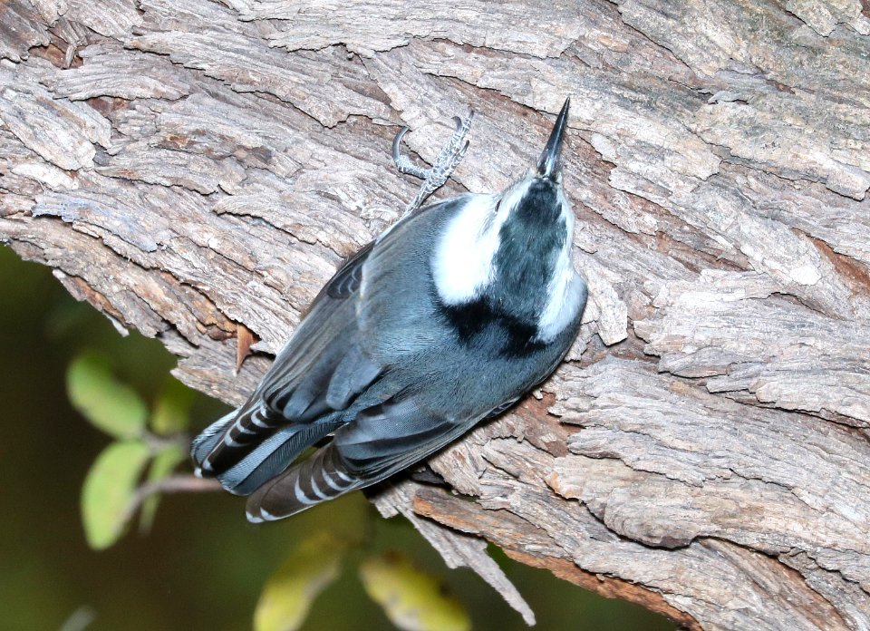 686 - WHITE-BREASTED NUTHATCH (12-5-2017) blue haven road, patagonia, santa cruz co, az -01