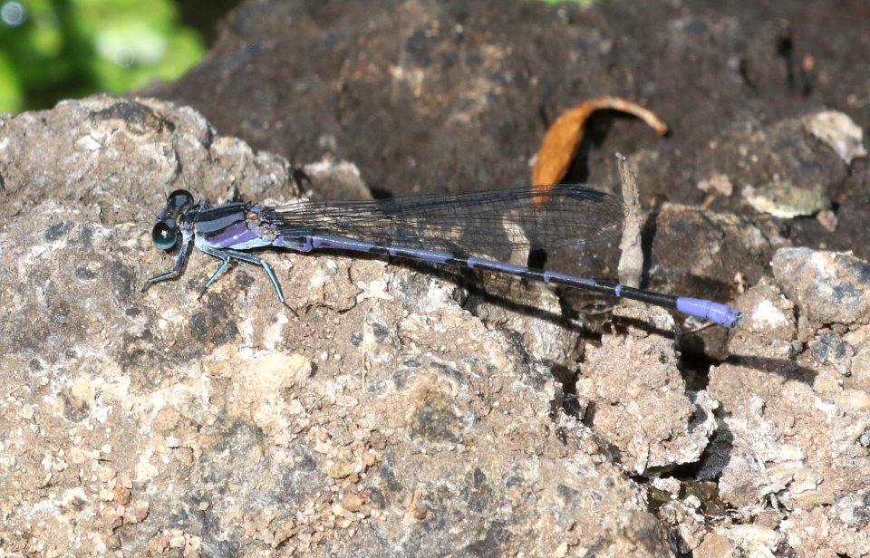 DANCER, SPRINGWATER (Argia plana) (10-11-2020) sonoita creek state natural area, santa cruz co, az -01 male