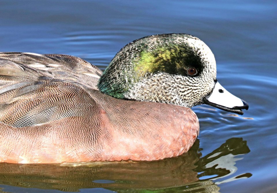 027 - AMERICAN WIGEON (12-05-2015) bernalillo co, nm -02