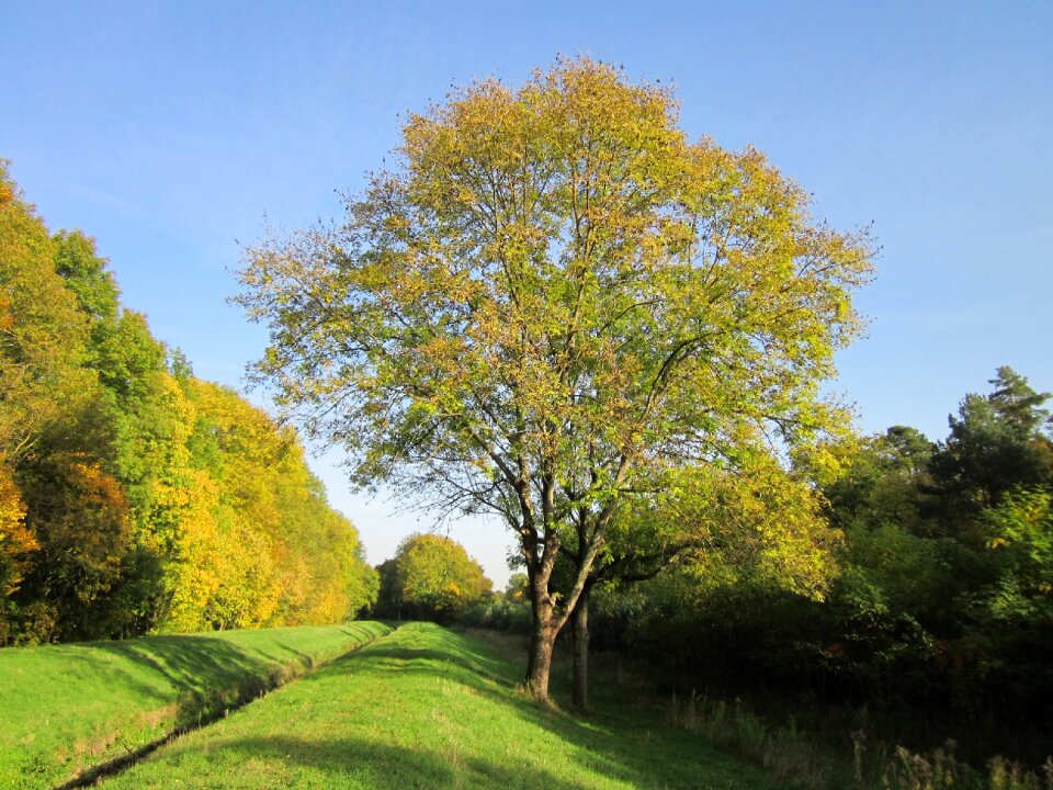 Common ash tree flora