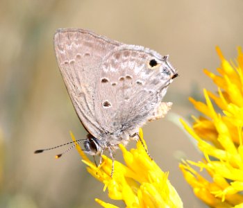 SCRUB-HAIRSTREAK, MALLOW (Strymon istapa) (10-31-2014) road wash, las cienegas national conservation area, pima county, az -01