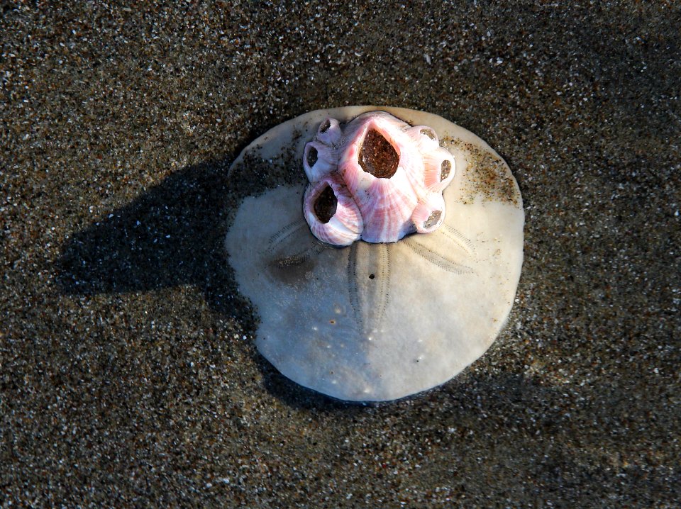 2b - MORRO STRAND (11)