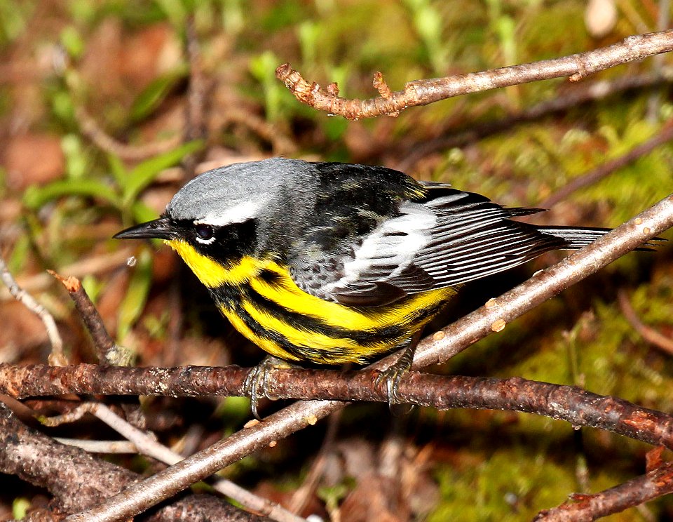 826 - MAGNOLIA WARBLER (5-28-2015) washington co, maine -02