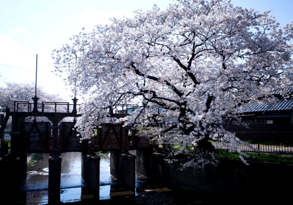 Riverside at Kawagoe