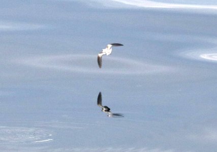 145 - FORK-TAILED STORM-PETRAL (6-30-2016) whittier, alaska to yakutat bay, alaska, via cruise ship -04