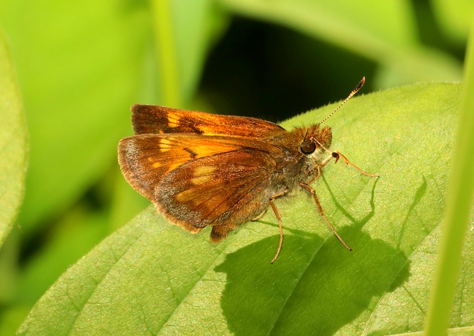 SKIPPER, HOBOMOK (Poanes hobomok) (6-7-2018) rice lake n w r, aitkin co, mn -11