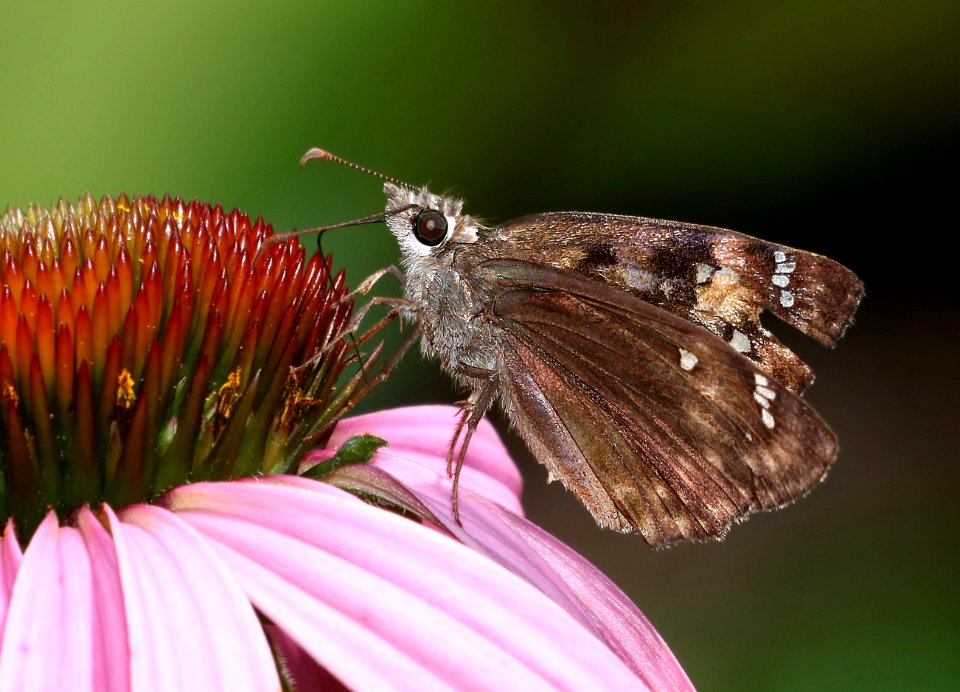 DUSKYWING, HORACE'S (Erynnis horatius) (6-18-2017) penny's bend, durham co, nc -03