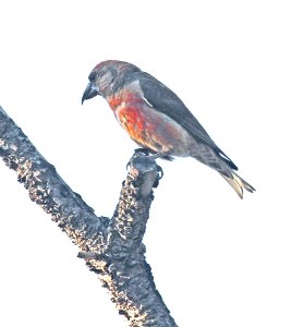 965 - RED CROSSBILL (7-25-2015) type 2, in ponderosa, devil's canyon campground, san juan co, ut -10