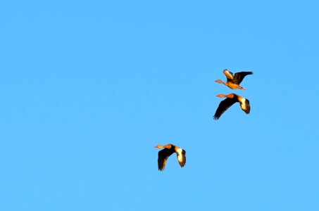 Patos volando