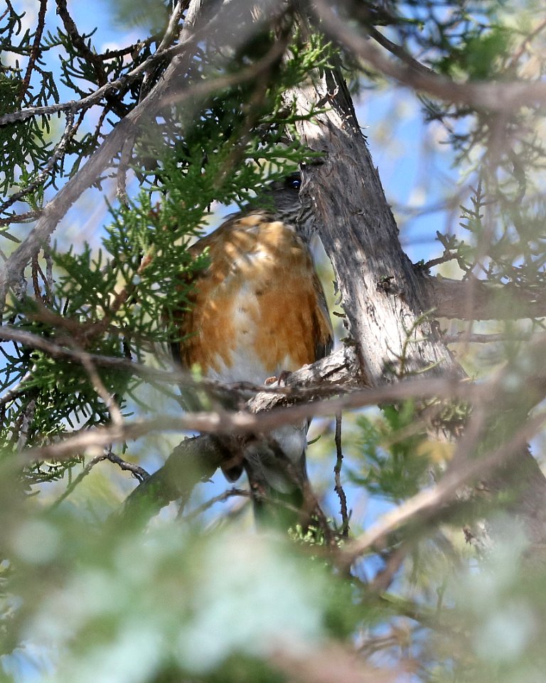 755 - RUFOUS-BACKED ROBIN (10-29-2017) patagonia lake state park, santa cruz co, az -02
