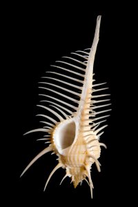 Murex pecten close up snail shell