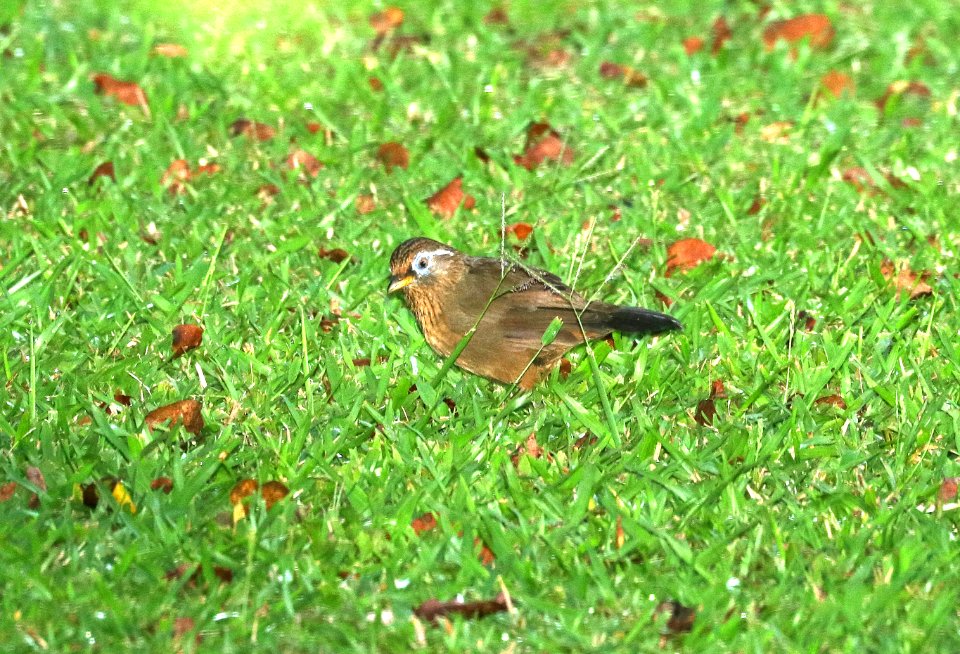 MELODIOUS LAUGHINGTHRUSH or CHINESE HWAMEI (9-7-2017) kalopa state recreation area, hamakua forest reserve, hawai'i co, hawaii -08