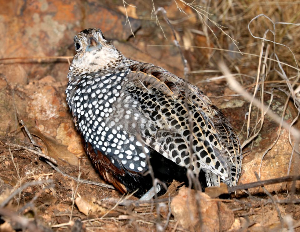 072 - MONTEZUMA QUAIL (12-12-2016) imm male, patagonia mountains, santa cruz co, az -07
