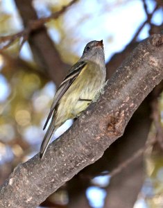 580 - HAMMOND'S FLYCATCHER (11-14-2017) humboldt cyn, patagonia mts, santa cruz co, az -01