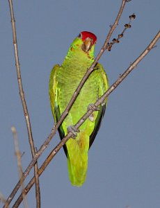 565 - RED-CROWNED PARROT (2-10-2015) oliviera park, brownsville, cameron co, tx -04