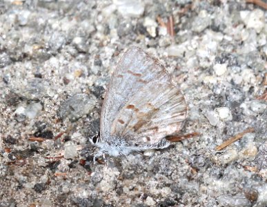 SPRING AZURE (Celastrina ladon) (5-21-2015) barre, worcester  co, ma