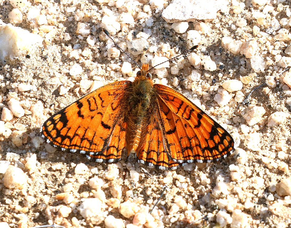 CHECKERSPOT, SAGEBRUSH (Chlosyne acastus neumoegeni)(3-11-2016) mojave form, granite peak, san bernadino co, ca (2)