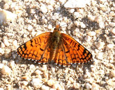 CHECKERSPOT, SAGEBRUSH (Chlosyne acastus neumoegeni)(3-11-2016) mojave form, granite peak, san bernadino co, ca (2)