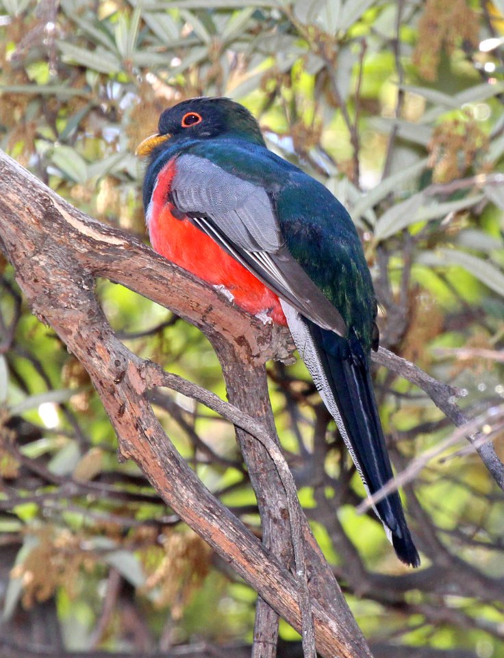 514 - ELEGANT TROGON (4-24-2015) road to upper humboldt cyn, patagonia mts, santa cruz co, az -02
