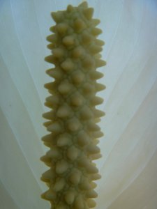 P1120921