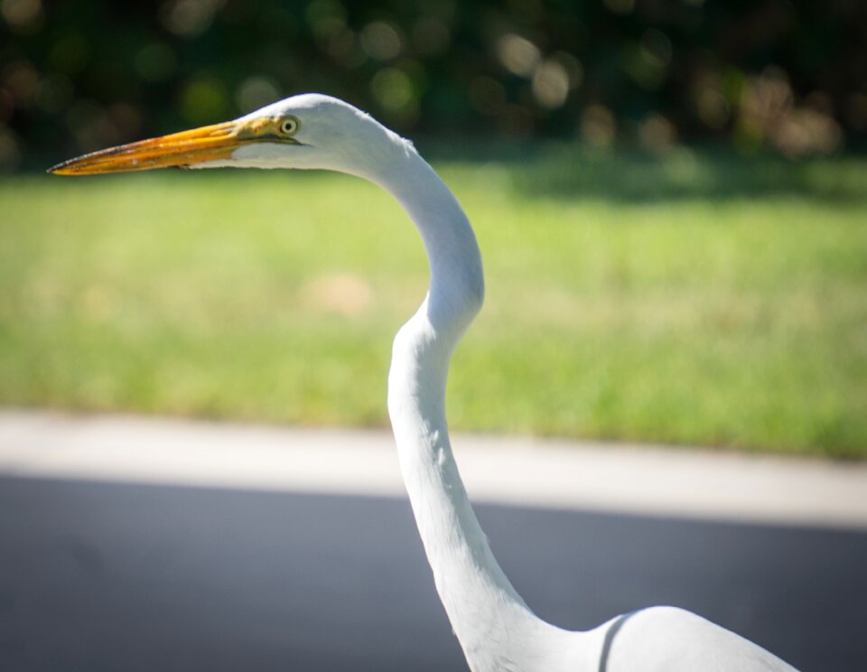 White animal nature