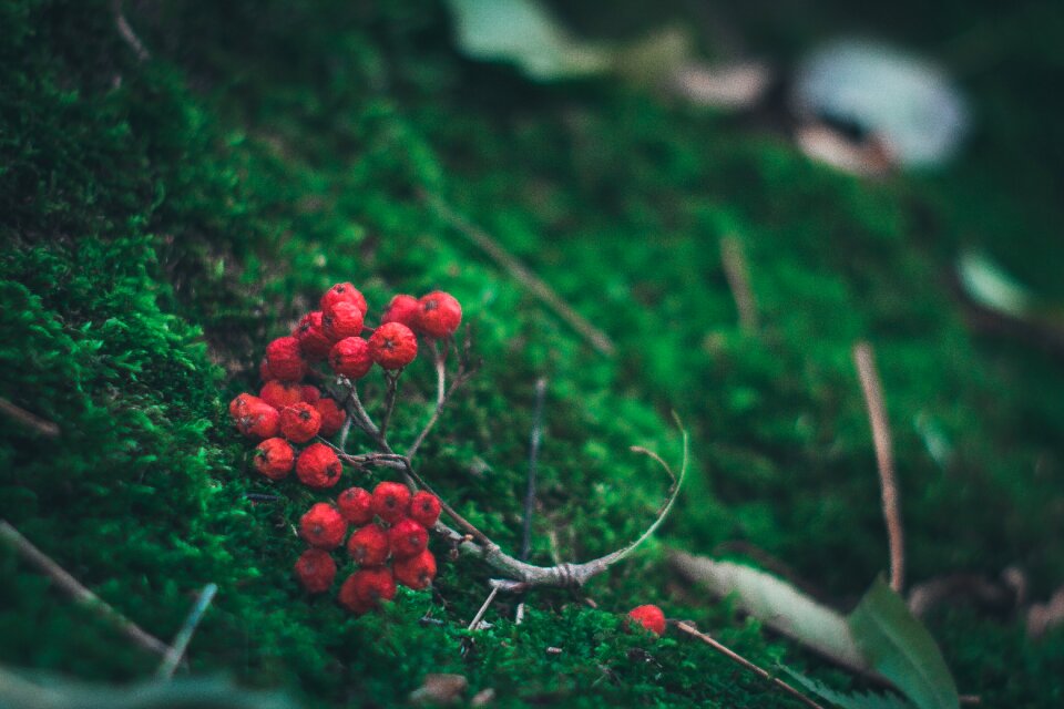 Forest macro closeup